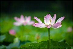 2026年第0467贴 -夏日荷花开（0710）