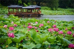 2026年第0467贴 -夏日荷花开（0710）