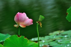 【视觉光影】夏 日 荷 莲 （29）