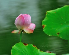 【视觉光影】夏 日 荷 莲 （29）