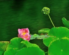 【视觉光影】夏 日 荷 莲 （29）