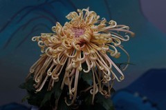 第四十七届北海菊展