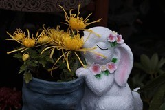 第四十七届北海菊展