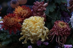 第四十七届北海菊展