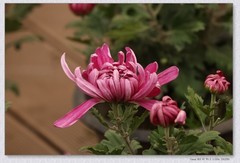 市政广场菊花展【丙午年-439】