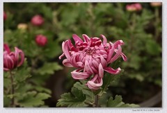 市政广场菊花展【丙午年-439】