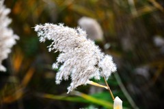 秋风萧瑟芦花飘