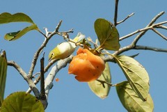 绣眼吃柿子（13）