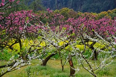 梨白桃红菜花黄 3-2