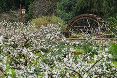 梨白桃红菜花黄 3-2