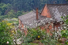 梨白桃红菜花黄 3-2