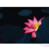 260709 荷花2