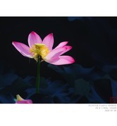 260709 荷花2