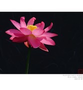 260709 荷花2