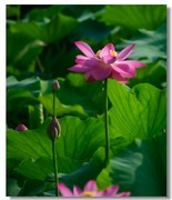 荷花（十八）