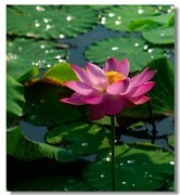 荷花（十八）