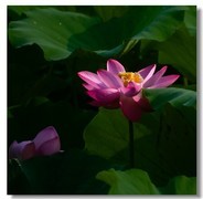 荷花（十八）