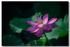荷花（二十一）