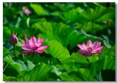荷花（二十一）