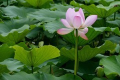 植物园荷花七