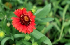 松果菊