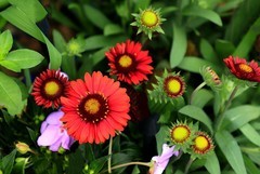 松果菊