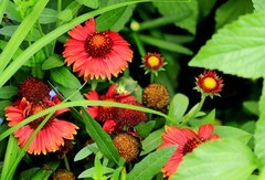 松果菊