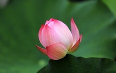 荷花 (21)