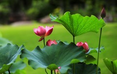荷花 (21)