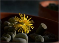 多肉类植物——生石花