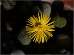 多肉类植物——生石花