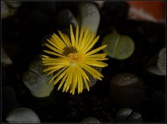 多肉类植物——生石花