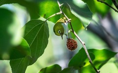 绣眼鸟（五十三）