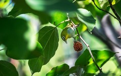 绣眼鸟（五十三）