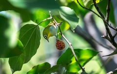 绣眼鸟（五十三）