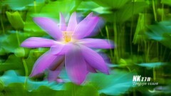 摇拍荷花（2）