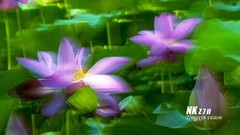 摇拍荷花（2）