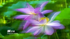 摇拍荷花（2）