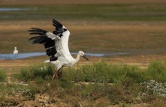 东方白鹳（13）