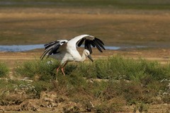 东方白鹳（13）