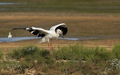 东方白鹳（13）