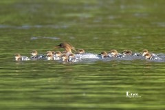 中华秋沙鸭（69）