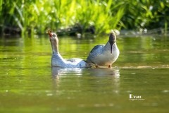 中华秋沙鸭（69）