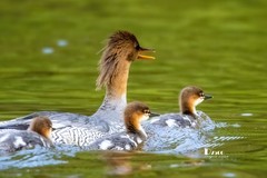 中华秋沙鸭（69）