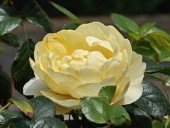 拍摄花卉一（994）