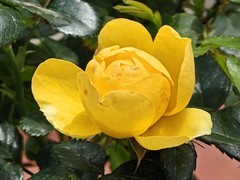 拍摄花卉一（994）