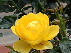 拍摄花卉一（994）