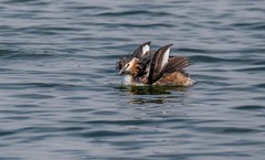 凤头僻鹈（三十）