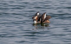 凤头僻鹈（三十）