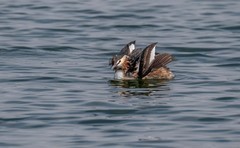 凤头僻鹈（三十）